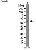 RIPAb+ IGF2 mRNA-binding protein 3 - RIP Validated Antibody and Primer Set from rabbit, purified by affinity chromatography