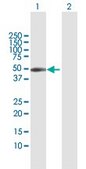 Anti-CXADR antibody produced in rabbit purified immunoglobulin, buffered aqueous solution
