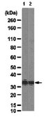 Anti-PCNA Antibody from rabbit
