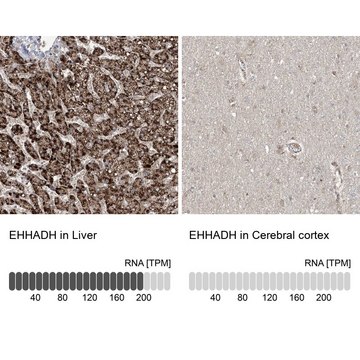Anti-EHHADH antibody produced in rabbit Prestige Antibodies&#174; Powered by Atlas Antibodies, affinity isolated antibody, buffered aqueous glycerol solution