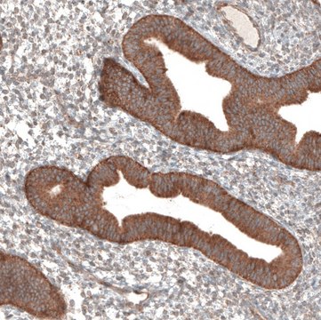 Anti-PER3 antibody produced in rabbit Prestige Antibodies&#174; Powered by Atlas Antibodies, affinity isolated antibody, buffered aqueous glycerol solution
