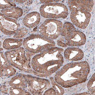 Monoclonal Anti-BRAF antibody produced in mouse Prestige Antibodies&#174; Powered by Atlas Antibodies, clone CL4004, purified immunoglobulin