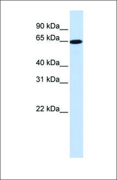 Anti-SLC43A1 antibody produced in rabbit affinity isolated antibody