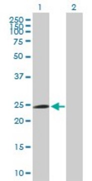 Anti-FBXO42 antibody produced in mouse purified immunoglobulin, buffered aqueous solution