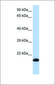 Anti-GPX4 affinity isolated antibody