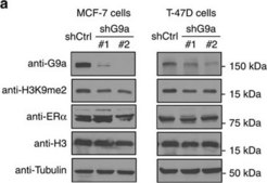 Anti-&#946;-Tubulin antibody, Mouse monoclonal ~2.0&#160;mg/mL, clone AA2, purified from hybridoma cell culture