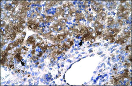 Anti-MEOX1 antibody produced in rabbit affinity isolated antibody