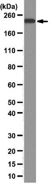 Anti-BRG1 Antibody, clone 3G4 clone 3G4, from rat