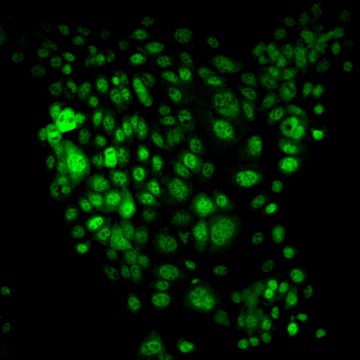 MLM.3 Mouse Lung Metastasis Cell Line