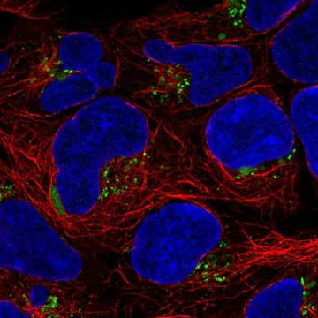 Anti-ASTN1 antibody produced in rabbit Prestige Antibodies&#174; Powered by Atlas Antibodies, affinity isolated antibody