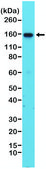 Anti-Integrin alpha 4 antibody, Rabbit monoclonal recombinant, expressed in HEK 293 cells, clone RM268, purified immunoglobulin