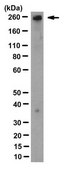 Anti-ABCA4 Antibody, clone TMR1 clone TMR1, from mouse