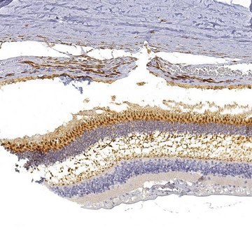 Anti-GNGT2 antibody produced in rabbit Prestige Antibodies&#174; Powered by Atlas Antibodies, affinity isolated antibody