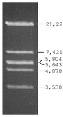 Lambda DNA EcoR I Digest for DNA electrophoresis