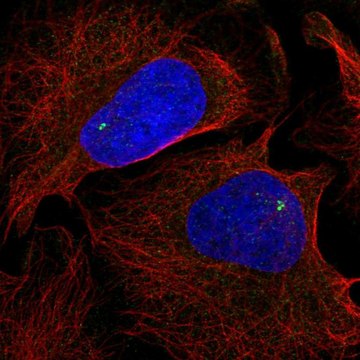 Anti-NLRC5 antibody produced in rabbit Prestige Antibodies&#174; Powered by Atlas Antibodies, affinity isolated antibody