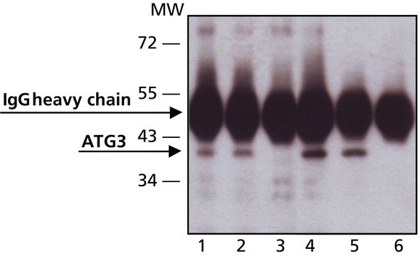 Anti-ATG3 (C-terminal) antibody produced in rabbit IgG fraction of antiserum, buffered aqueous solution