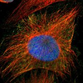 Anti-PRMT5 antibody produced in rabbit Prestige Antibodies&#174; Powered by Atlas Antibodies, affinity isolated antibody, buffered aqueous glycerol solution