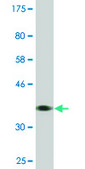 Monoclonal Anti-BCAP31, (C-terminal) antibody produced in mouse clone 3C5, ascites fluid