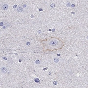 Anti-CDH9 antibody produced in rabbit Prestige Antibodies&#174; Powered by Atlas Antibodies, affinity isolated antibody, buffered aqueous glycerol solution