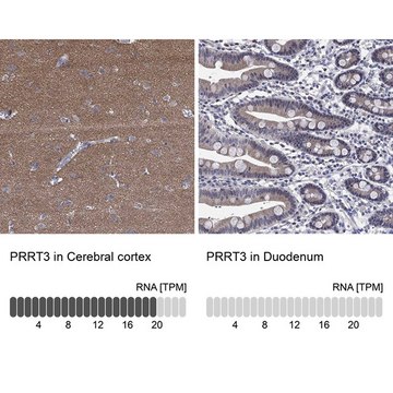 Anti-PRRT3 antibody produced in rabbit Prestige Antibodies&#174; Powered by Atlas Antibodies, affinity isolated antibody, buffered aqueous glycerol solution