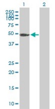 Anti-PGS1 antibody produced in mouse purified immunoglobulin, buffered aqueous solution