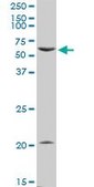 Anti-PTGER4 antibody produced in rabbit purified immunoglobulin, buffered aqueous solution