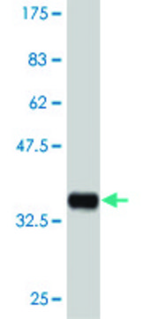ANTI-MAPKAPK3 antibody produced in mouse clone 1C3, purified immunoglobulin, buffered aqueous solution