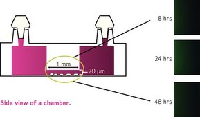 Millicell&#174; &#181;-Migration Assay Kit This Kit overcomes the limitations of traditional multiwell migration assays. Its microfluidic, low-volume technology promotes a stable, diffusion-generated concentration gradient that is consistently linear &amp; lasts for more than 48 hours.