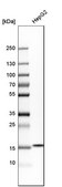 Anti-ACP1 antibody produced in rabbit Prestige Antibodies&#174; Powered by Atlas Antibodies, affinity isolated antibody, buffered aqueous glycerol solution