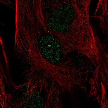 Anti-FOXC2 antibody produced in rabbit Prestige Antibodies&#174; Powered by Atlas Antibodies, affinity isolated antibody