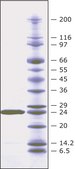 Lysostaphin from Staphylococcus staphylolyticus BioUltra, &#8805;97% (SDS-PAGE), Protein 40-60&#160;% by biuret, &#8805;2,000&#160;units/mg protein