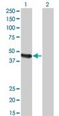 Monoclonal Anti-CPA2 antibody produced in mouse clone 2E11, purified immunoglobulin, buffered aqueous solution