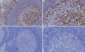 Anti-CDC20 Antibody, clone 2C9 ZooMAb&#174; Rabbit Monoclonal recombinant, expressed in HEK 293 cells