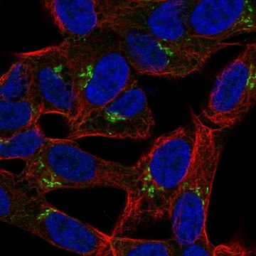 Anti-Lrrtm1 Antibody Produced In Rabbit Prestige Antibodies&#174; Powered by Atlas Antibodies, affinity isolated antibody, buffered aqueous glycerol solution