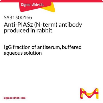 Anti-PIASz (N-term) antibody produced in rabbit IgG fraction of antiserum, buffered aqueous solution