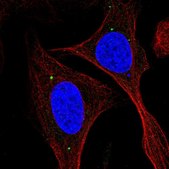 Anti-KIAA0895L antibody produced in rabbit Prestige Antibodies&#174; Powered by Atlas Antibodies, affinity isolated antibody, buffered aqueous glycerol solution