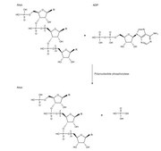 Polynucleotide phosphorylase from Synechocystis sp. recombinant, expressed in E. coli