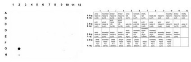 Anti-monomethyl Histone H2A (Gln104) from rabbit, purified by affinity chromatography
