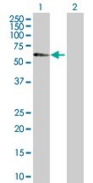 Anti-DDOST antibody produced in rabbit purified immunoglobulin, buffered aqueous solution