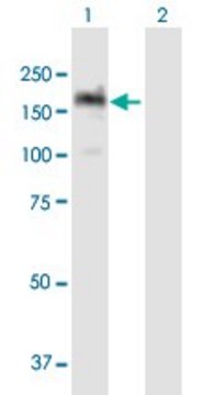 ANTI-PITPNM1 antibody produced in mouse purified immunoglobulin, buffered aqueous solution