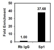Magna ChIP&#174; A/G Chromatin Immunoprecipitation Kit Single day chromatin immunoprecipitation (ChIP) kit containing all necessary reagents to perform 22 individual chromatin immunoprecipitation (ChIP) reactions using magnetic A/G beads.