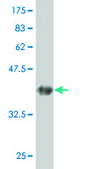 ANTI-GUCY2C antibody produced in mouse clone 1D11, purified immunoglobulin, buffered aqueous solution