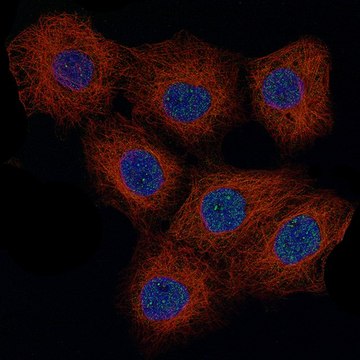 Monoclonal Anti-CCND1 antibody produced in mouse Prestige Antibodies&#174; Powered by Atlas Antibodies, clone CL12328, purified immunoglobulin, buffered aqueous glycerol solution