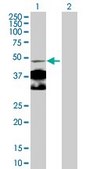 Anti-NR4A1 antibody produced in rabbit purified immunoglobulin, buffered aqueous solution