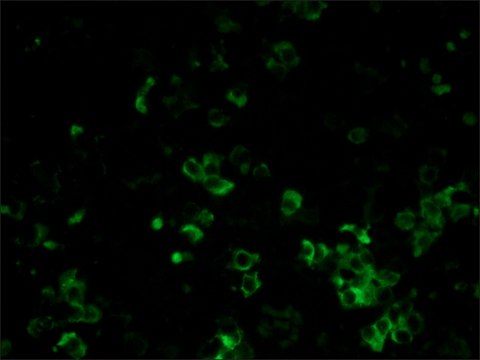 Monoclonal Anti-Rat Kappa &amp; Lambda Light Chains&#8722;FITC antibody produced in mouse clone RT-39/RL-6, purified immunoglobulin, buffered aqueous solution