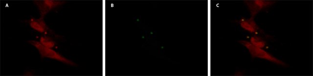 Anti-EIF2C3/Ago3 antibody produced in rabbit ~1.0&#160;mg/mL, affinity isolated antibody