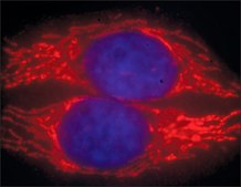 Anti-Rabbit IgG (H+L), highly cross-adsorbed, CF&#8482; 594 antibody produced in donkey ~2&#160;mg/mL, affinity isolated antibody