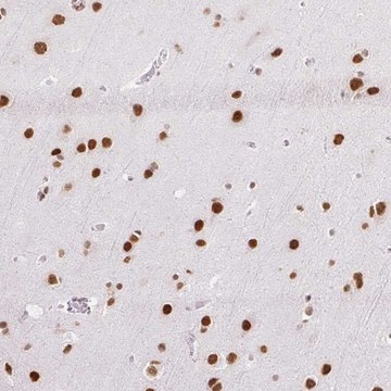 Anti-NPIPA1 antibody produced in rabbit Prestige Antibodies&#174; Powered by Atlas Antibodies, affinity isolated antibody, buffered aqueous glycerol solution