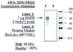 EGFR (T790M L858R) Active human recombinant, expressed in baculovirus infected insect cells, &#8805;70% (SDS-PAGE)