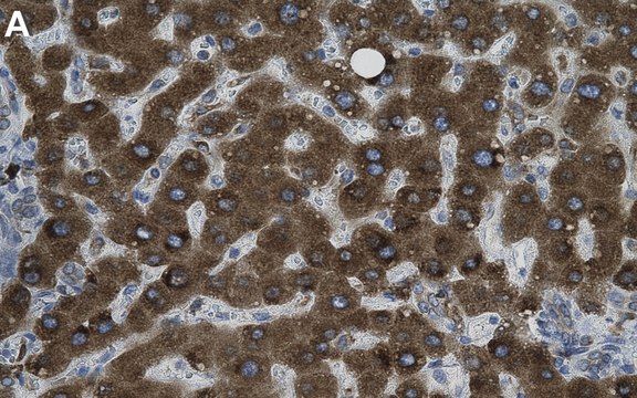 Anti-PDIA4 Antibody, clone 1B20 ZooMAb&#174; Rabbit Monoclonal recombinant, expressed in HEK 293 cells